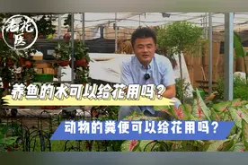 养鱼的水可以给花用吗？动物的粪便可以给花用吗？养花必懂小知识视频封面
