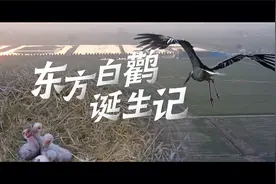 东方白鹳诞生记｜满月啦！江苏铁塔上“鸟界国宝”孵育全景记录视频封面