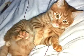 铲屎官大早上被猫咪闹醒，它的醒床方式让你不想再懒床视频封面