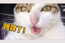 小奶猫第一次剪指甲萌炸了，暴躁大猫看见零食秒怂！大型真香现场视频封面