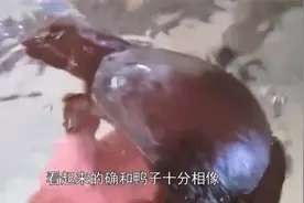 小女孩捡到一只可爱的鸭子，带回家妈妈一看，可把妈妈吓坏了视频封面