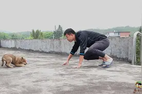 刚买10多天的狗狗还不认主人，小伙急得出绝招了，还挺管用视频封面