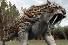 剑齿虎是如何走向灭绝的？绝非偶然！看完总算清楚了