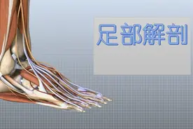 足部解剖3D科普