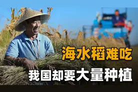 盐碱地产出的海水稻，稻米红如胭脂，口感难吃为何还要大量种植？视频封面