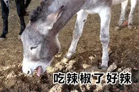 呱哒嘴像吃口香糖，张大嘴像吃辣椒，草驴这般是要当妈妈了吗视频封面