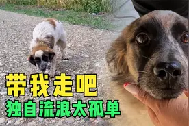 被人丢在野外的流浪狗，拼命爬车求收留，获救后依然选择相信人类视频封面