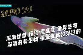 奇异海洋生物 你没见过但又真实存在的 深海怪兽 奇闻异事 深海视频封面