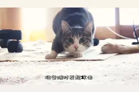 这些表情包终于找到出处了，原来都是真实存在的，看完憋住别笑！