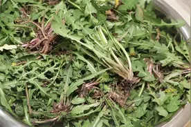 蒲公英别总直接吃了，教你制作蒲公英茶，不苦不涩只有茶香，实用视频封面