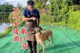 狗狗初期随行怎么训练？训犬师全程视频讲解，新手小白一看就会