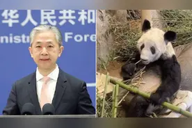 外交部介绍“丫丫”回国最新进展：将以最快速度平安运送回国视频封面