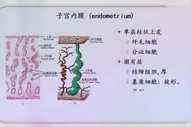 人体组织学：17.4子宫视频封面