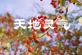 平和气血 |《天地灵气》调养五脏 补充能量 五音疗疾