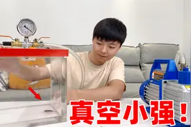 真空实验：据说小强的生命力很顽强，那把小强放进真空箱会怎样？视频封面