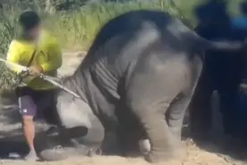 叫声揪心！骨肉分离象钩惩罚 泰国旅游业残酷驯象视频曝光视频封面