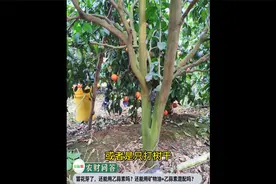 有芽能用矿物油+乙蒜素吗？烧芽是矿物油还是乙蒜素引起？