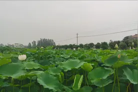 农村百亩藕池，藕池里能养鱼还有泥鳅，这么挣钱真是个好项目视频封面