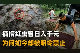 臭水沟中的“血红虫”，曾有人靠捞捕日入千元，为何如今禁止了？