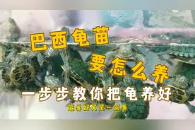 巴西龟苗要怎么养？巴西龟吃什么？博主带你一步步把巴西龟苗养好