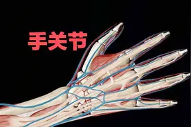 中国医科大学解剖学第9讲（手关节解剖）视频封面