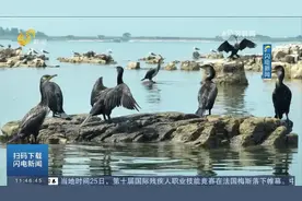 罕见！近千只国际二级保护鸟类海鸬鹚云集山海间，灵动春天的长岛视频封面