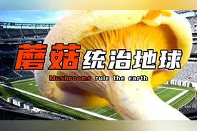 蘑菇：我曾主宰地球，我以辐射为食，我还能控制你的身体