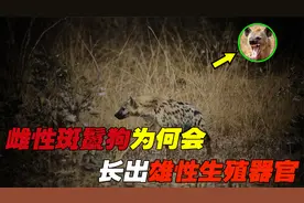 雌雄难辨，雌性斑鬣狗竟长出雄性生殖器官，它们如何繁育后代呢视频封面