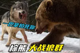 实拍700斤棕熊大战狼群，为夺食物狼王被棕熊一掌击毙，太刺激了视频封面