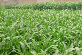 大力士甜高粱种植技术,甜高粱种植前景怎样?