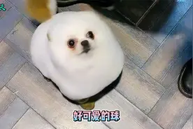 别人家的狗和我养的狗，区别有点大