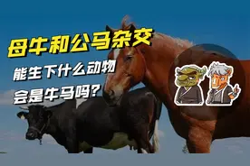 强行让母牛和公马杂交，能生下什么动物，会是牛马吗？