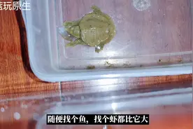 超级小的甲鱼，只能亲自动手喂，多吃一点，为过冬做准备。视频封面