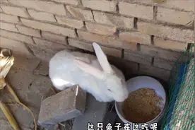 公兔散养关于打洞的问题，会打多深，新手养兔必须要知道的视频封面