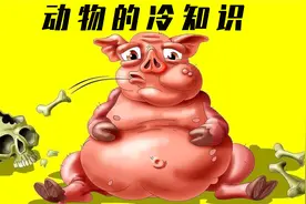 4个关于动物的冷知识！鲨鱼这样的“猛兽”其实也喜欢被摸摸？