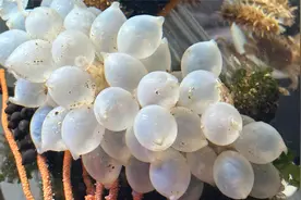 大海退潮后，大齐瀚海发现一串墨鱼卵带回家孵化，变成了小球球