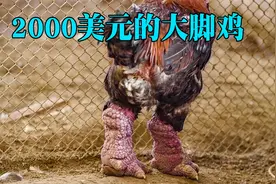 这种鸡在越南是顶级美食，一只能卖2000美元，普通人根本吃不起视频封面