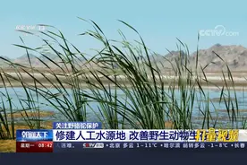 关注野骆驼保护！修建人工水源地，改善野生动物生存环境视频封面