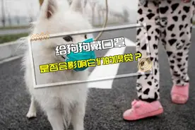 遛狗给狗狗戴口罩，会影响正常嗅觉吗？#科学养宠# #居家铲屎官#视频封面