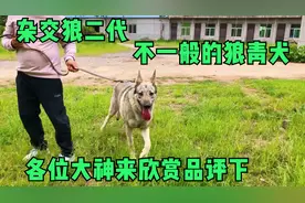 这只狼青犬是和狼杂交生出的，我们叫它狼二代，真是与众不同