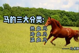 马的三大分类:热血马、冷血马、温血马