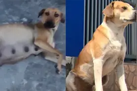 成精了？怀孕流浪狗找宠物医院帮忙产子，公狗在院外等待好消息视频封面