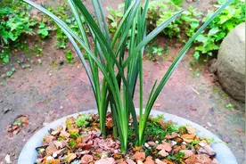 买兰花要小心卖家用春剑冒充蕙兰，了解这4个区别，才能避免被坑