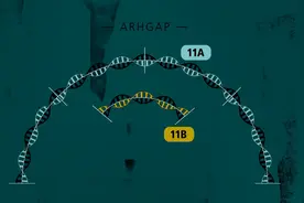 人类基因复制过程中的点突变11B！进化给人类带来的惊喜！