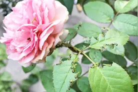 月季花常见虫害，啃食叶片的叶蜂，卵和幼虫长这样