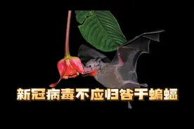 以色列研究人员：新冠病毒不应归咎于蝙蝠视频封面