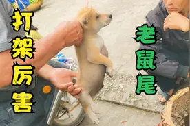 老人挑到一条老鼠尾的小狗，这种狗打架比较厉害