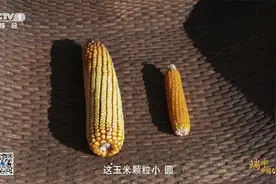 不是所有玉米都能做爆米花