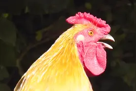 为什么公鸡打鸣都是在早上四点多，而且非常准时，看完涨知识了视频封面