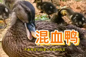 野鸭和家鸭的“混血儿宝宝”长大了，来看看最大的一只长啥样